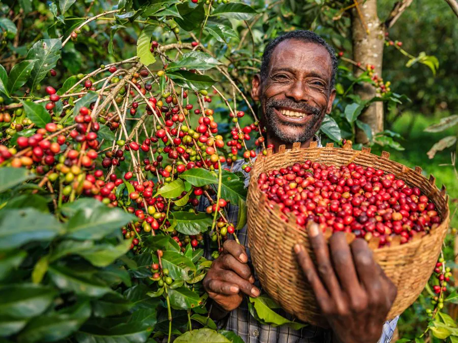 Ethiopia: The Birthplace of coffee beans and their journey to the World