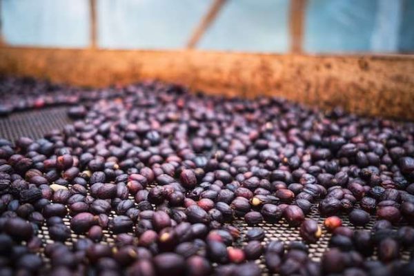 The three basic coffee processing Methods: Natural, Washed, and Honey